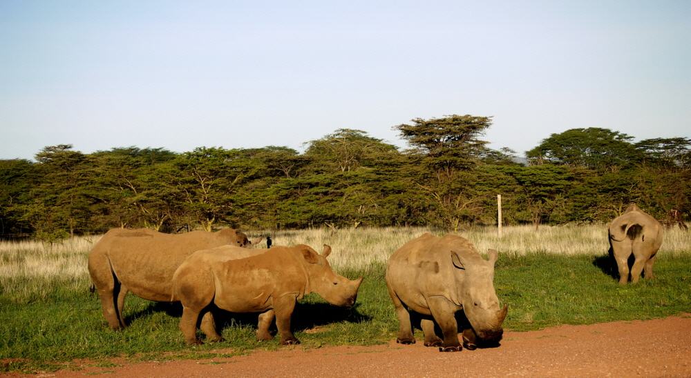 Nashrner Lewa Downs