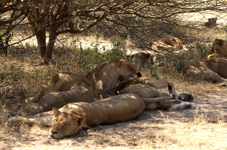 Lwenrudel  Ruaha Tansania