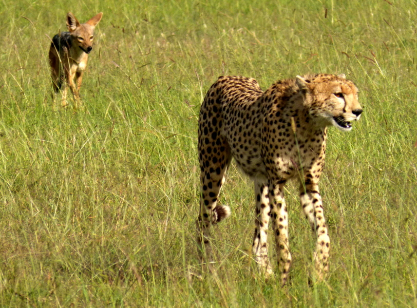 Gepard und Schakal