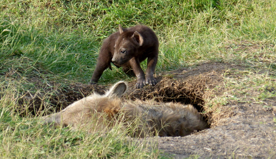 Little Governors Camp Masai Mara  Hynenbaby