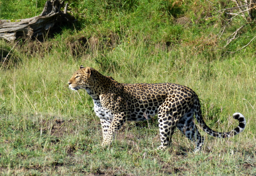 Leoparden Chui Lodge