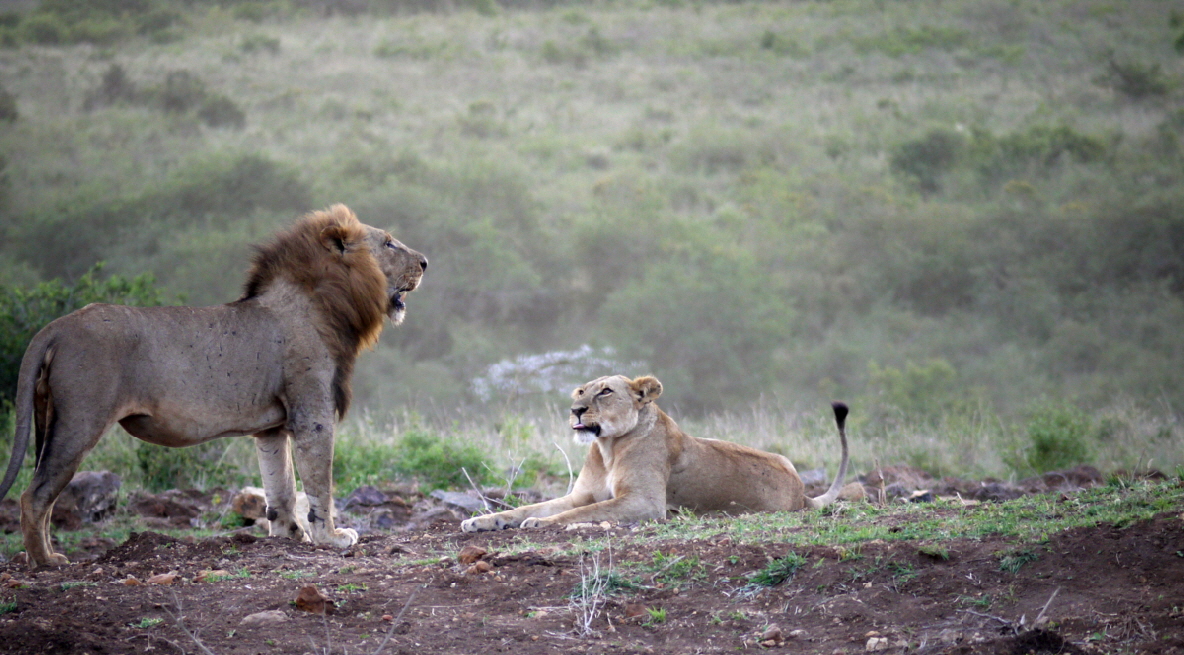 Ololo Lodge Nairobi Lwen