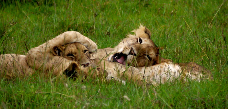 lLwen in der Mara- African Queen Safaris
