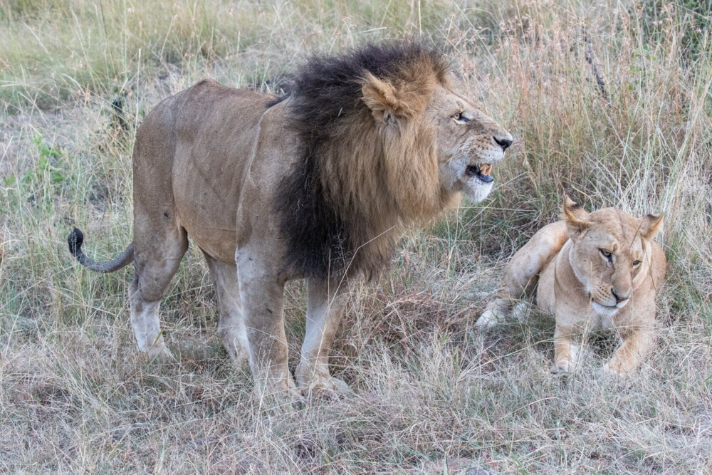 Löwen im Honeymoon