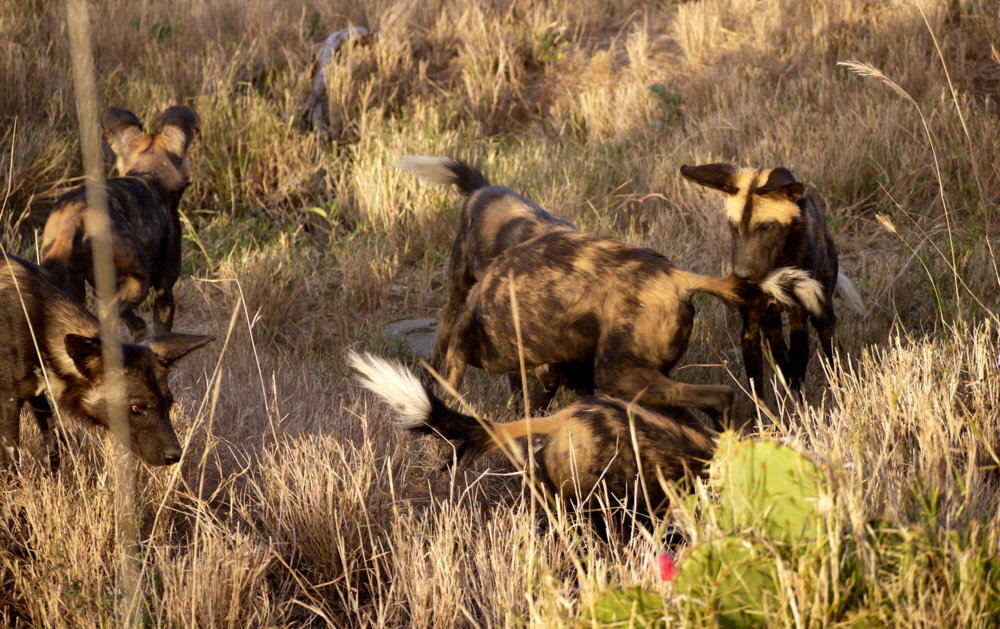 Wildhunde Loisaba