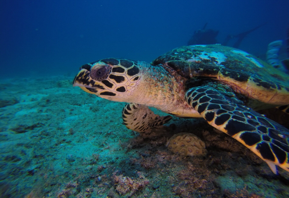 Sakatia Lodge Nosy Be Meereschildkrte