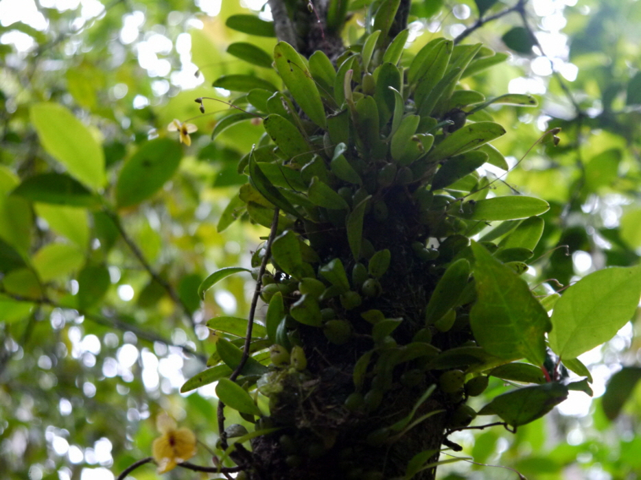 es gibt um 1000 Arten von Orchideen hier