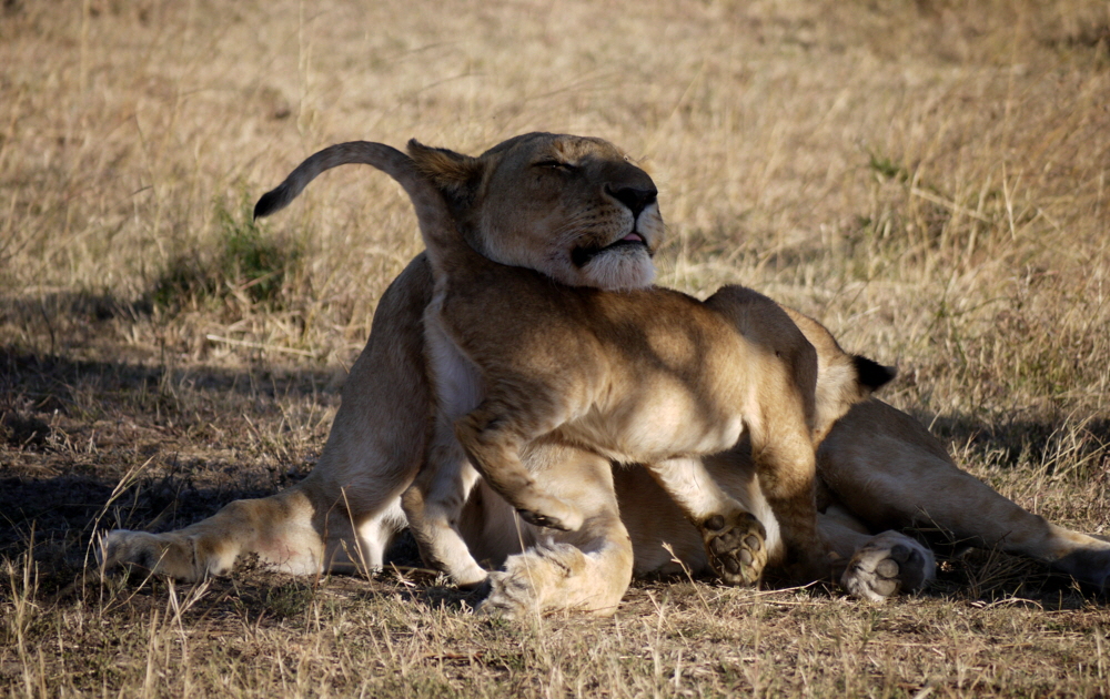 mahali-mzuri-safaricamp_0015