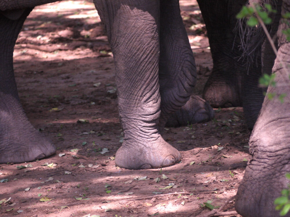 Lake Manyara Tansania