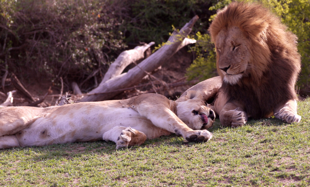 Encounter Mara Camp  Löwenpaar