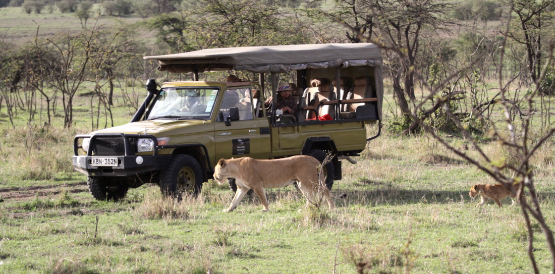 Treffen mit Lwen in Mara  Plains 