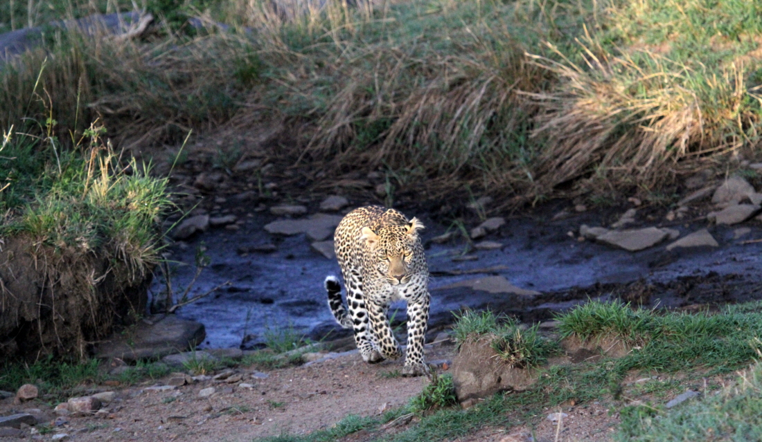 Leopardin