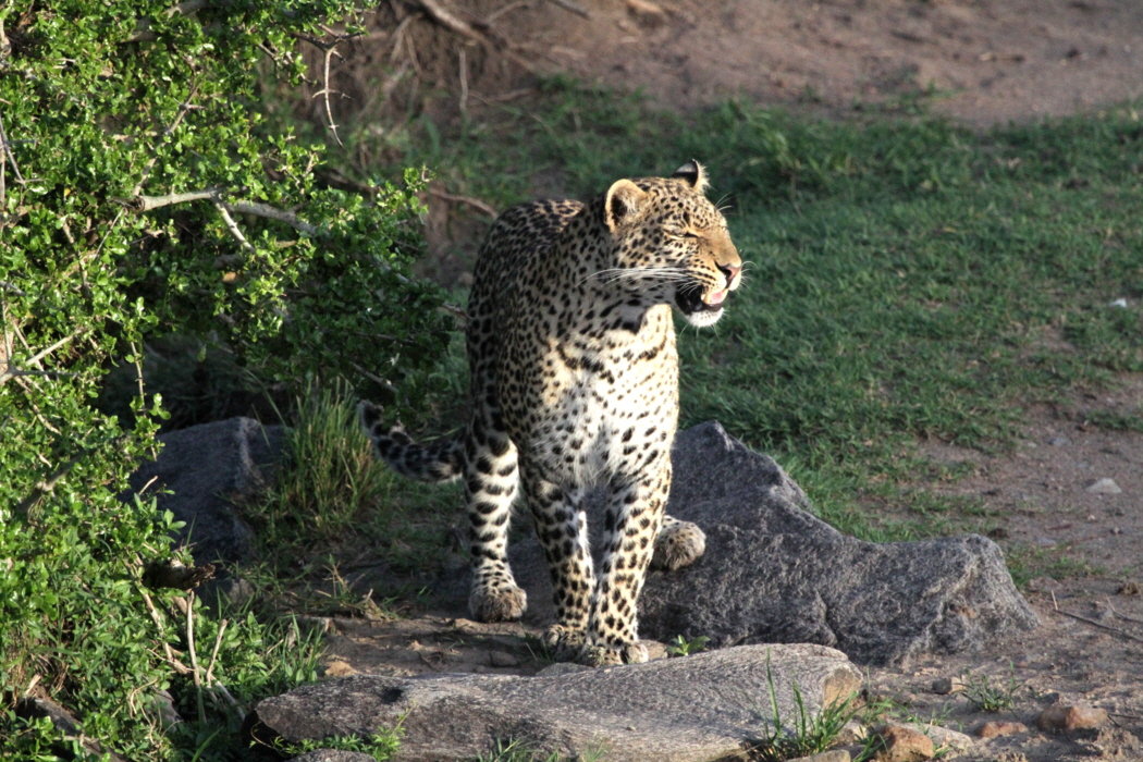 Leopard am Morgen 