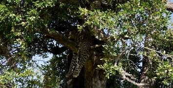Leopard in der  Masai Mara
