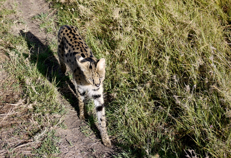 Serval 