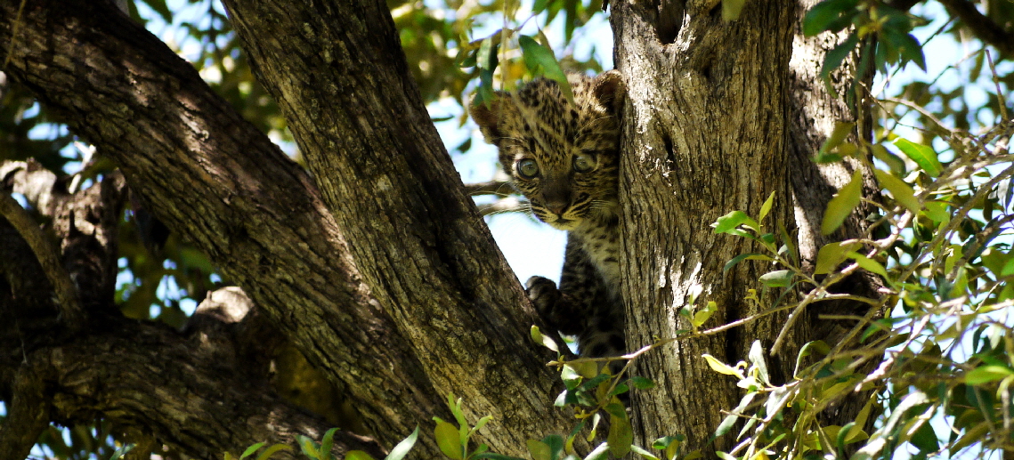 Leopardenkind