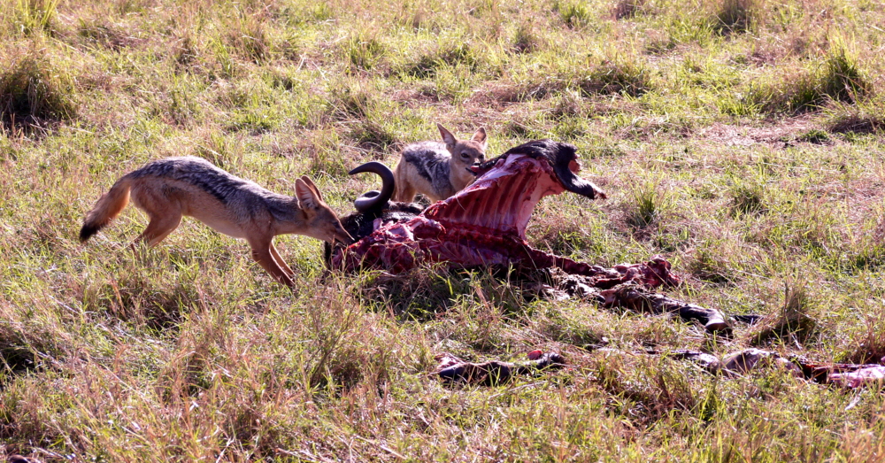 Naboisho Camp , Masai mara privates Naboisho Schutzgebiet