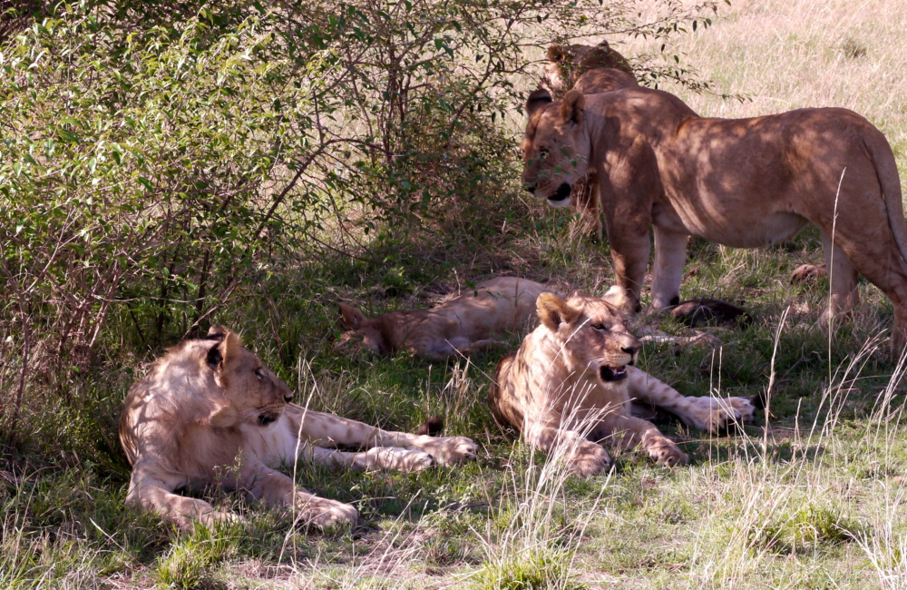 Masai Mara Löwen