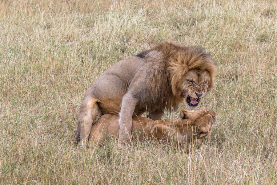 Löwen bei der Paarung