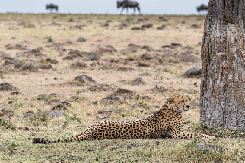 masai-mara-elephant-pepper-camp