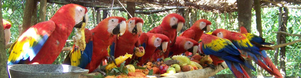 masthead_scarlet_macaws
