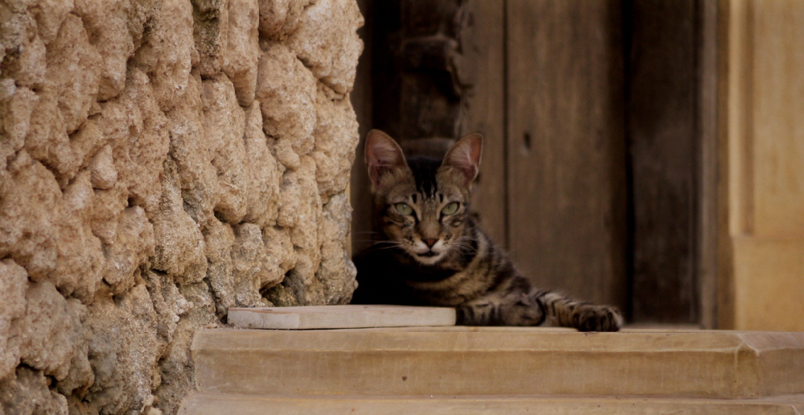 Katze im Dorf