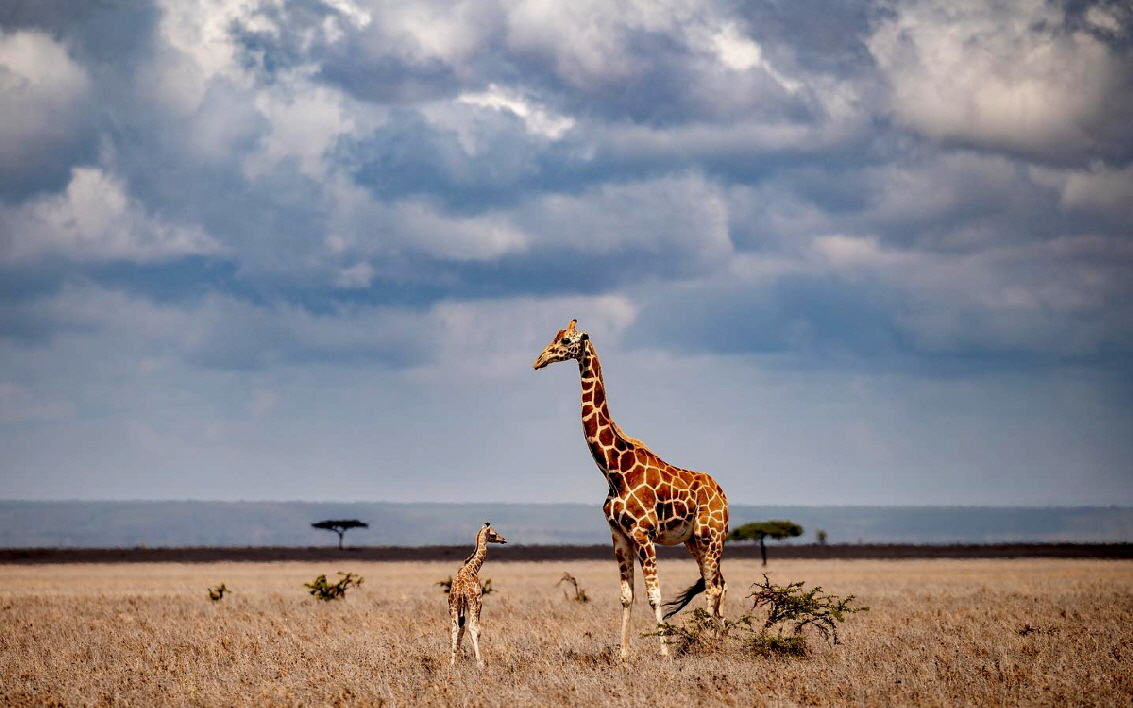 Giraffen 