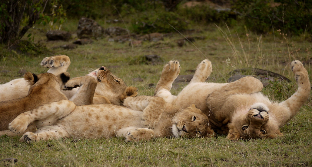 L�wen in der Masai Mara Kenia