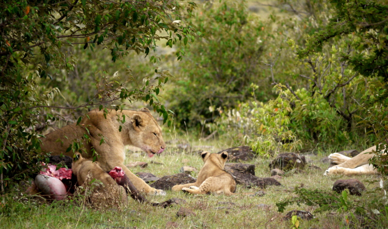 Naboihso Camp Masai Mara Löwen