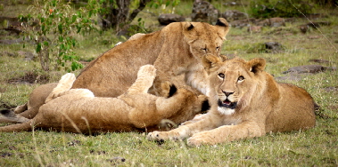 Lwen in Naboisho Masai Mara 