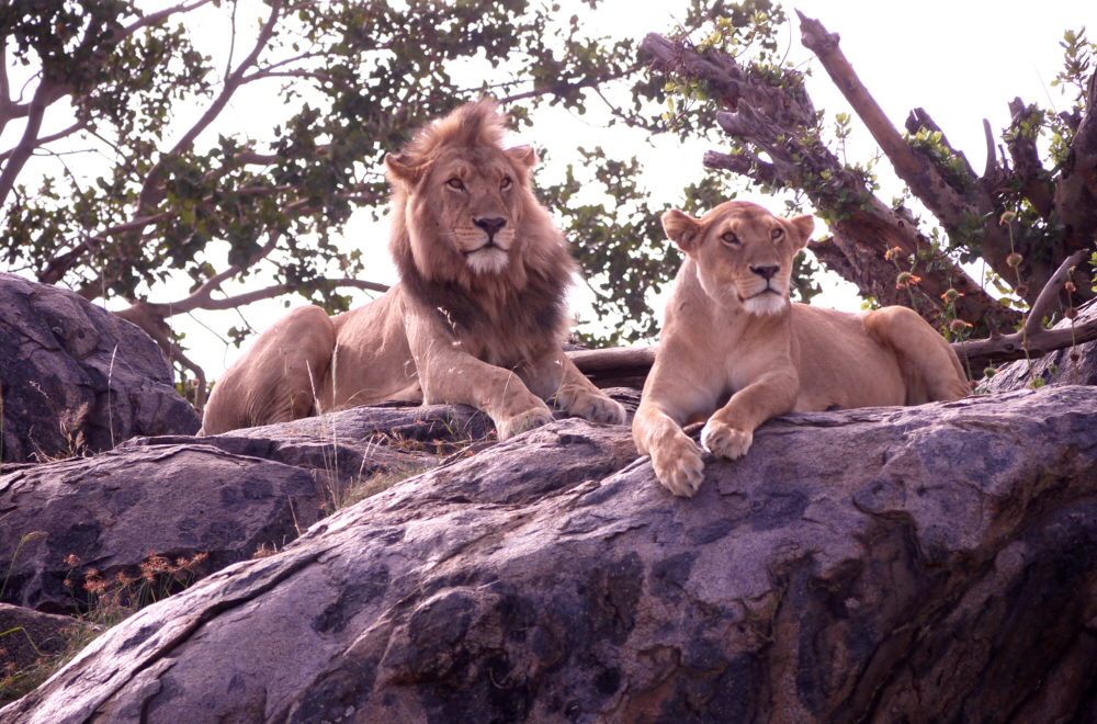 Serengeti Löwen 