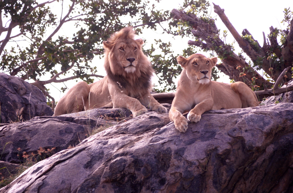 Namiri Plains Serengeti Kopjes mit Lwen