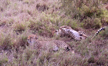 namiriplains-serengeti-tansania-geparden