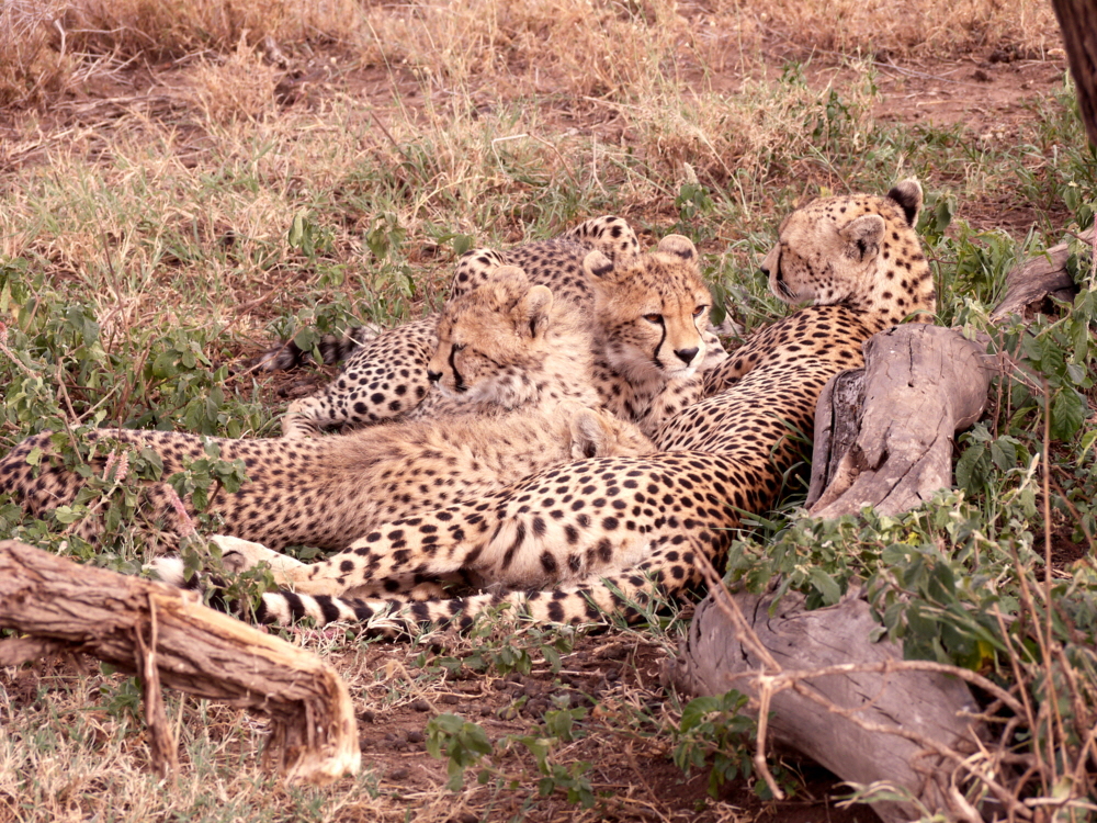 Namiri Plains Serengeti Geparden