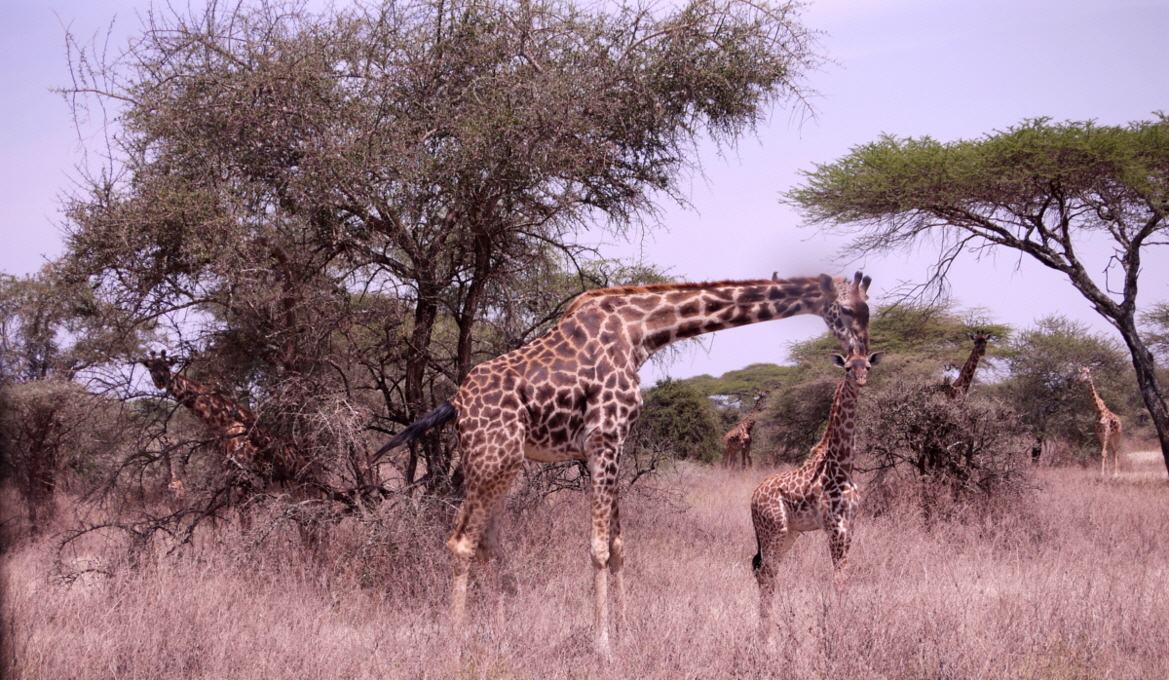 Giraffen