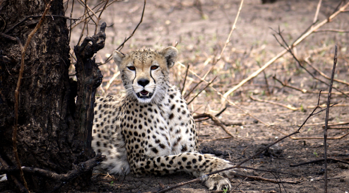 Gepard 