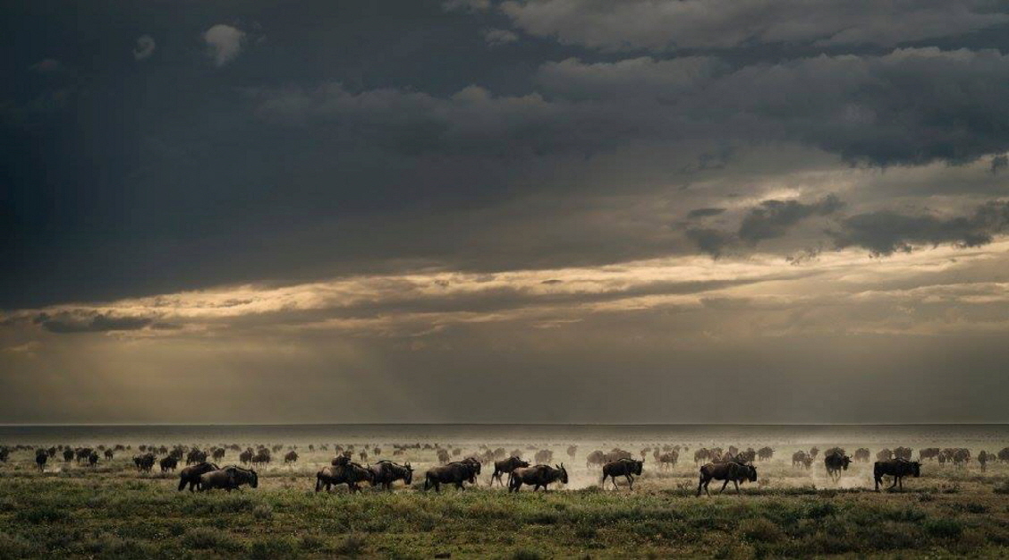 Ndutu Gebiet Gnus 