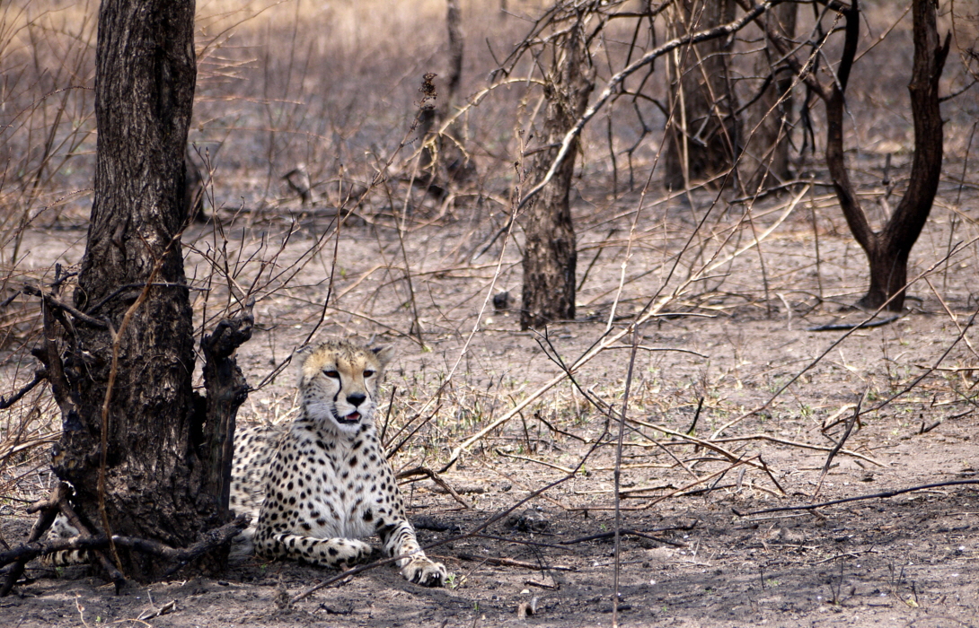 Gepard 