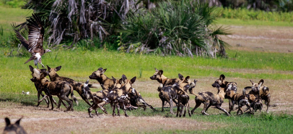 Wildhunde im Sandrivers