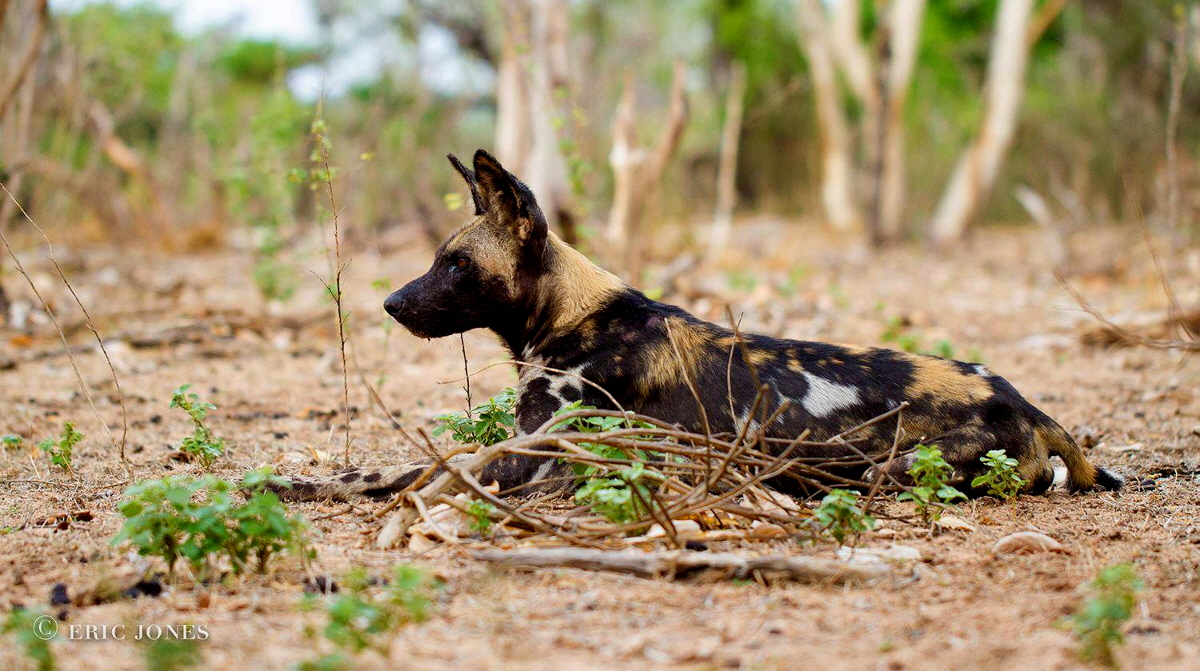 Lycaon Pictus Afrikanischer Wildhund 
Selous