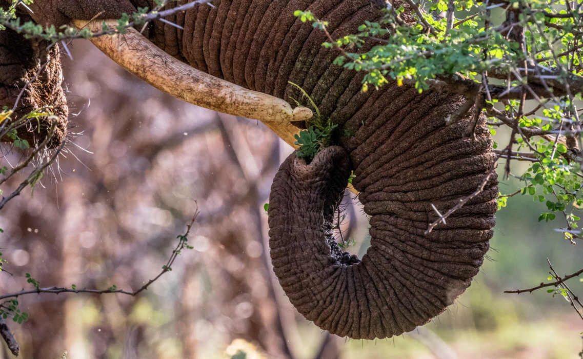 Safari in  Kenia