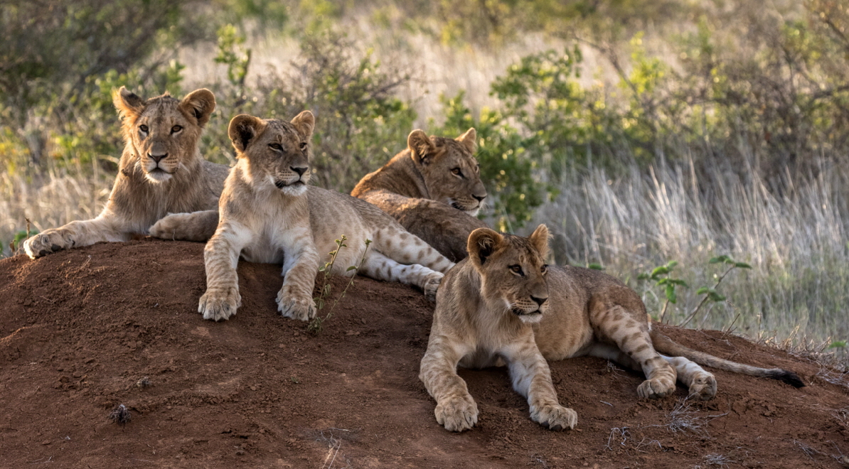 Lwen Masai Mara