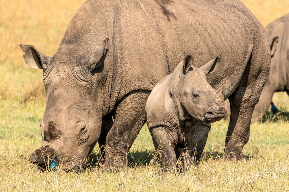 Breitmaulnashorn