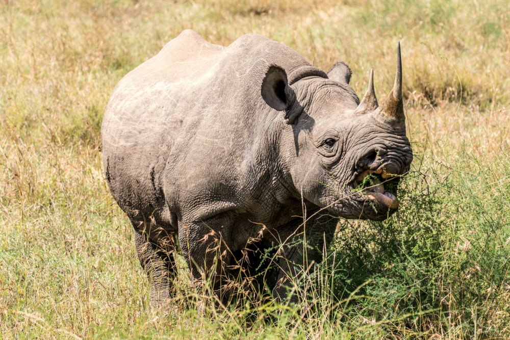 Spitzmaulnashorn