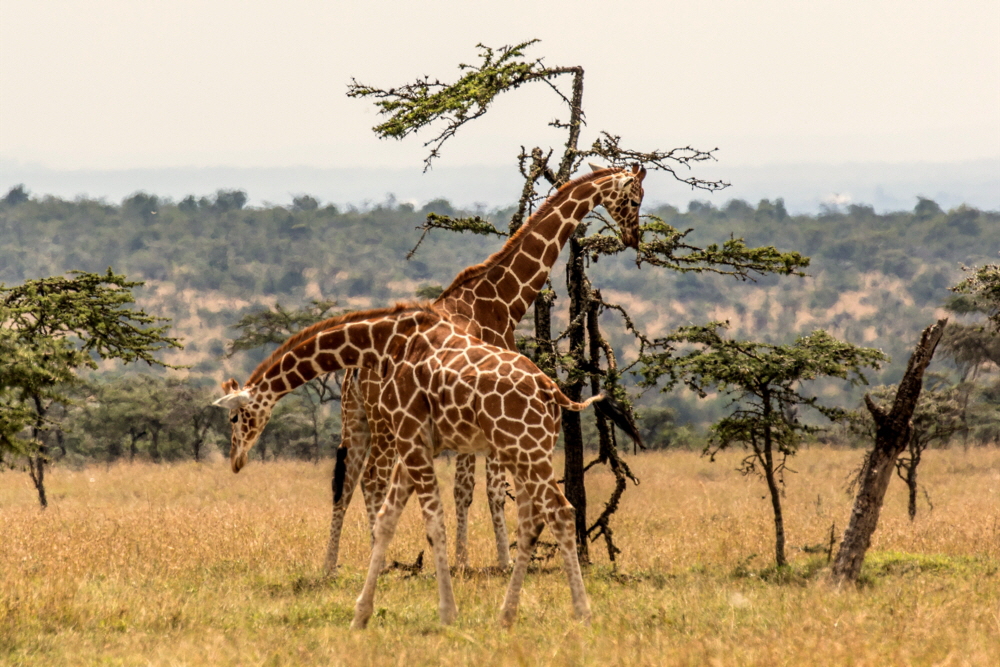 Rothschildgiraffen