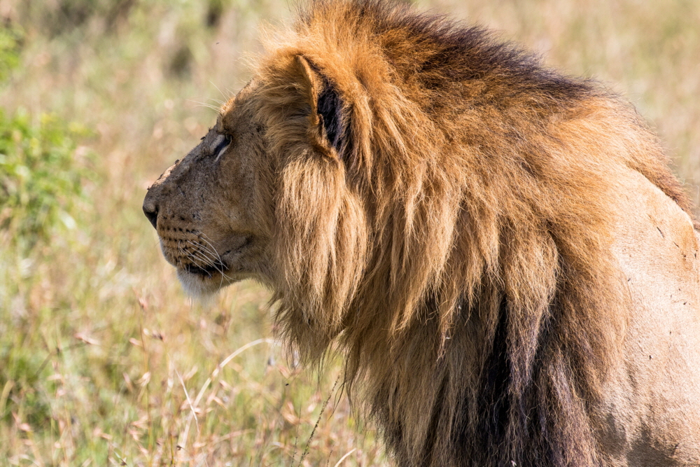 Löwe Masai Mara 