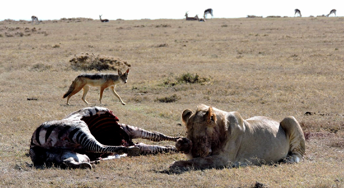 Ol Pejeta Kenia