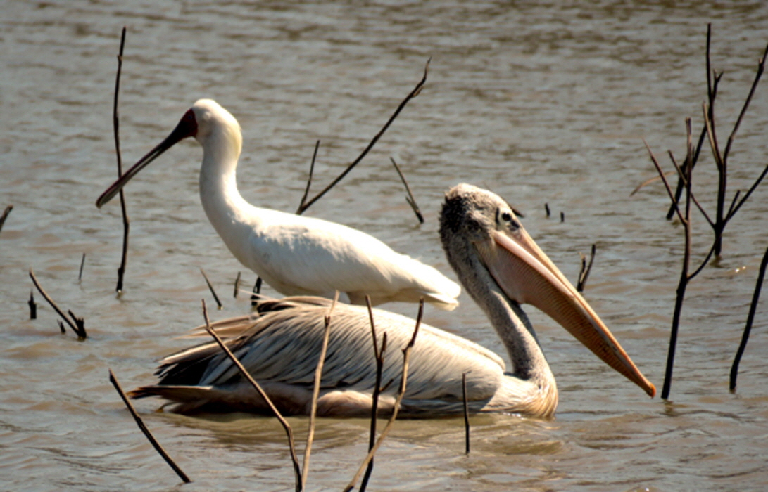 Pelikan und Lffelreiher , U. Koppe