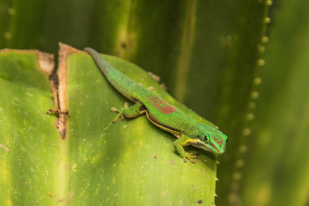 Taggecko