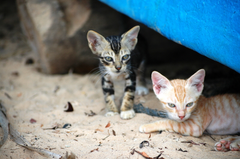 Insel Lamu Katzen 